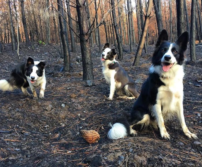 Chile Finds A Genius Way To Restore Burnt Forests, And All They Need Is 3 Dogs
