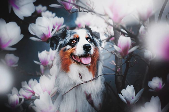 50 Of The Best Dog Photos I've Ever Taken