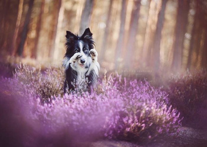 50 Of The Best Dog Photos I've Ever Taken