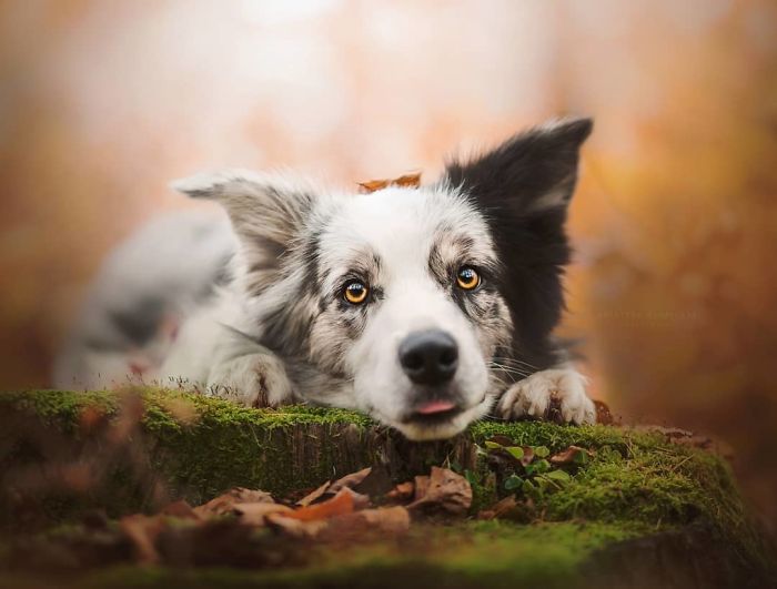 50 Of The Best Dog Photos I've Ever Taken