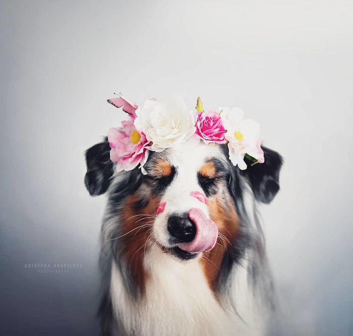 50 Of The Best Dog Photos I've Ever Taken
