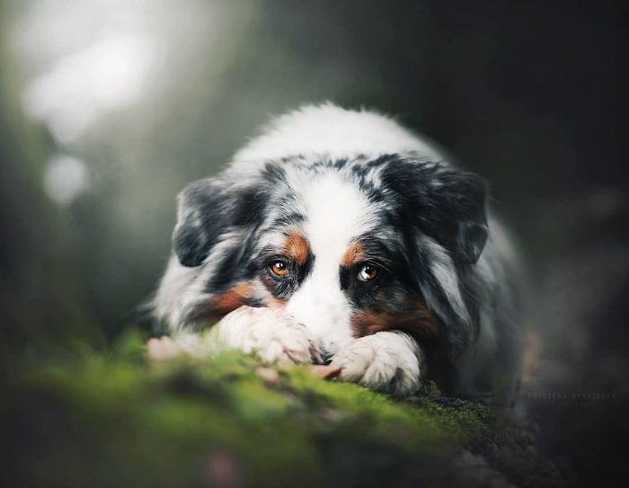 50 Of The Best Dog Photos I've Ever Taken