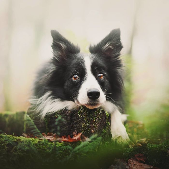 50 Of The Best Dog Photos I've Ever Taken