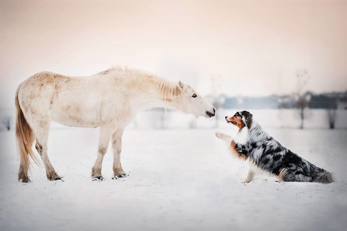 50 Of The Best Dog Photos I've Ever Taken