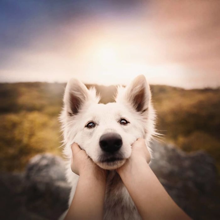 50 Of The Best Dog Photos I've Ever Taken