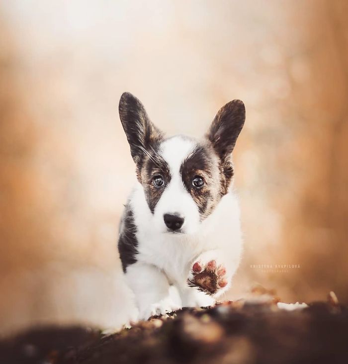 50 Of The Best Dog Photos I've Ever Taken