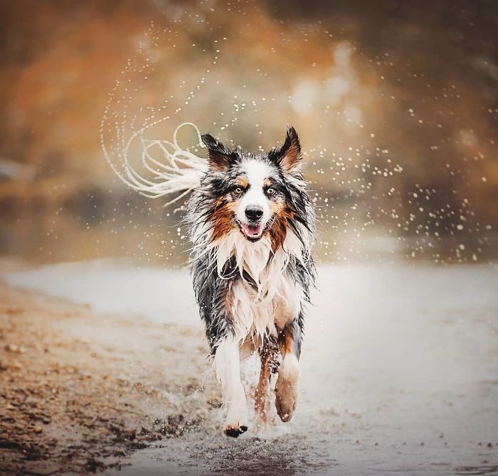 50 Of The Best Dog Photos I've Ever Taken
