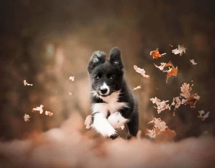 50 Of The Best Dog Photos I've Ever Taken
