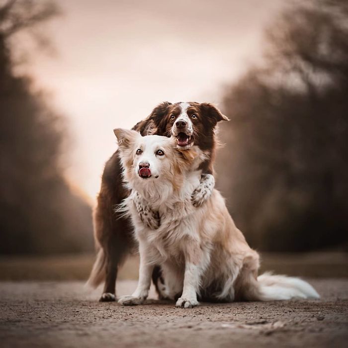 50 Of The Best Dog Photos I've Ever Taken