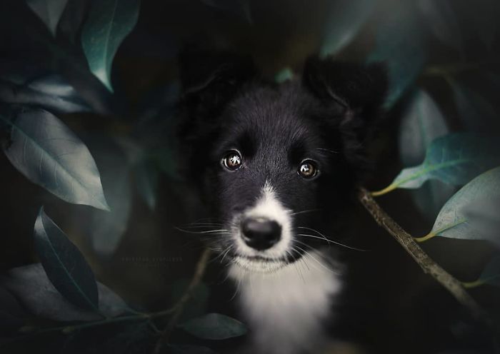 50 Of The Best Dog Photos I've Ever Taken