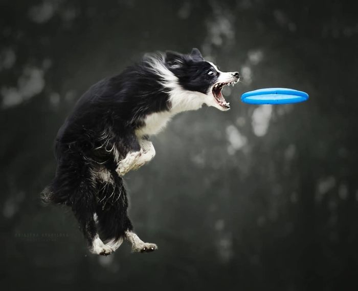 50 Of The Best Dog Photos I've Ever Taken