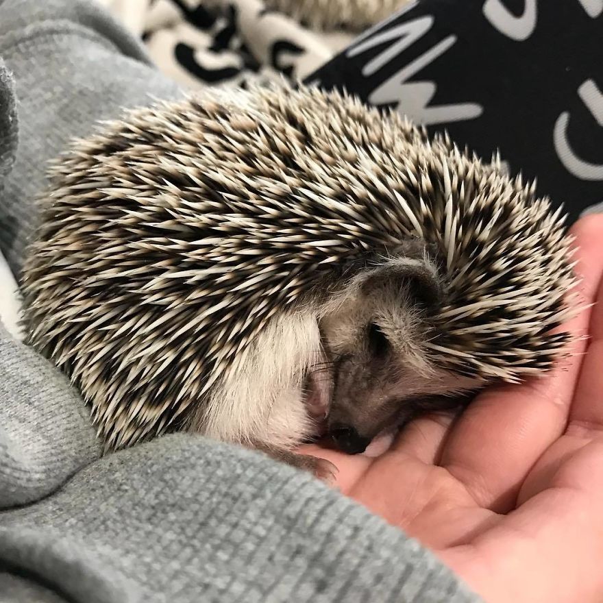 Cute Sleeping Hedgehog