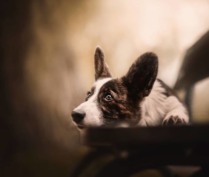 50 Of The Best Dog Photos I've Ever Taken