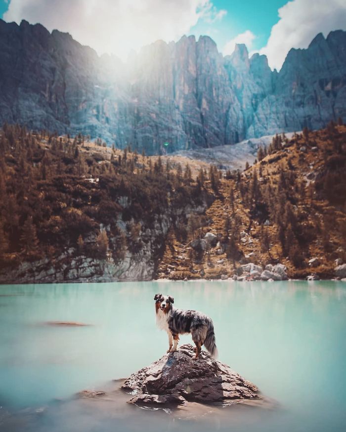 50 Of The Best Dog Photos I've Ever Taken