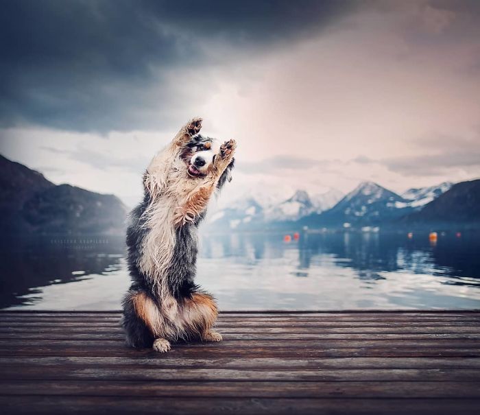50 Of The Best Dog Photos I've Ever Taken