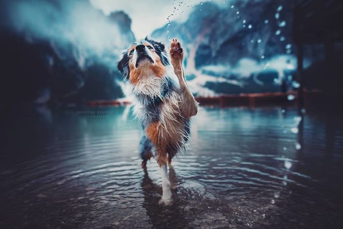 50 Of The Best Dog Photos I've Ever Taken