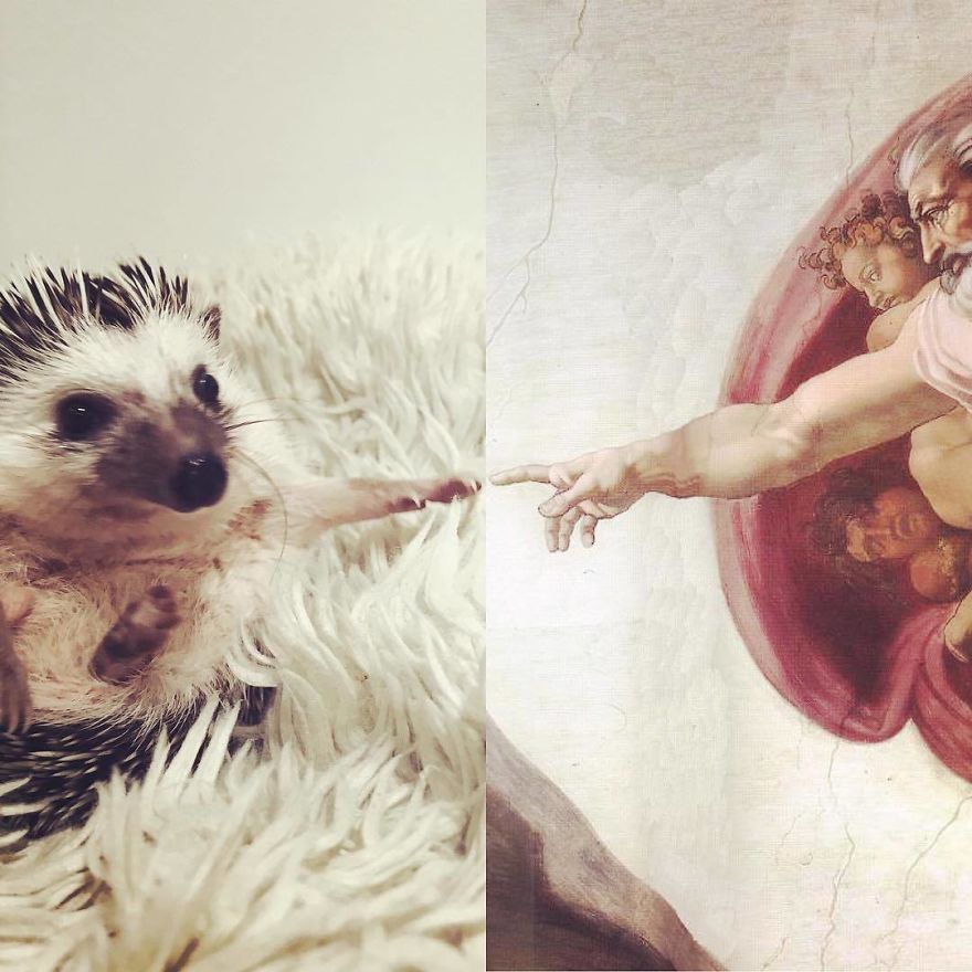 The Creation Of Hedgehog