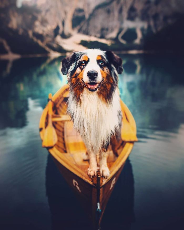 50 Of The Best Dog Photos I've Ever Taken
