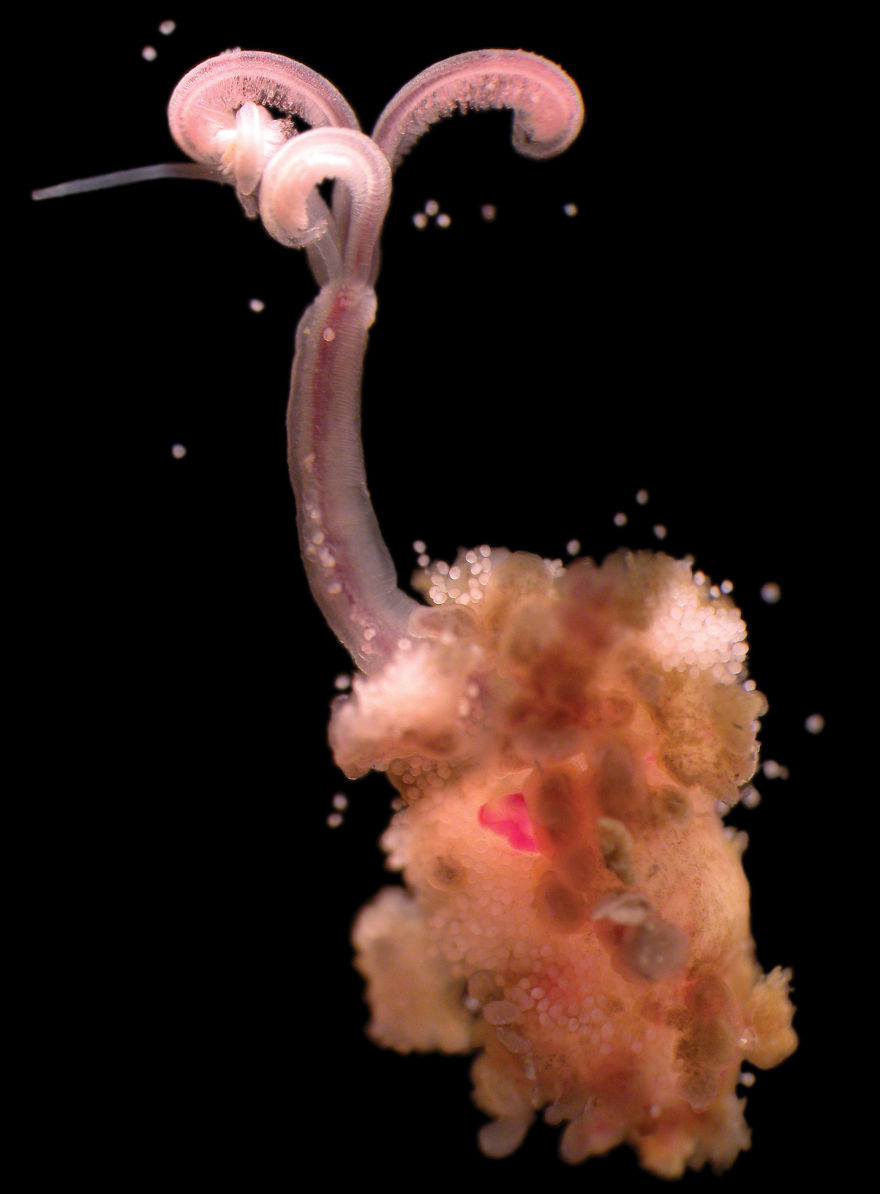 Bone-Eating Snot-Flower Worm (Osedax Mucofloris)