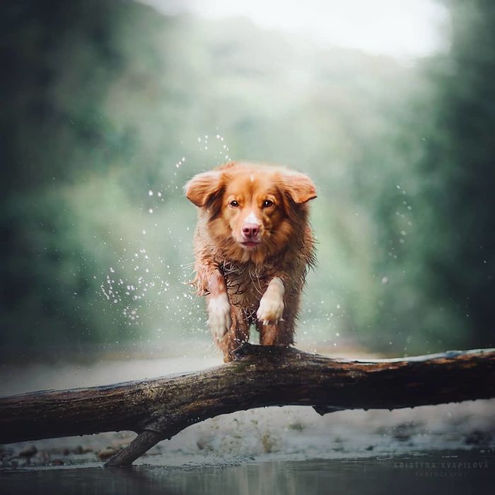 50 Of The Best Dog Photos I've Ever Taken