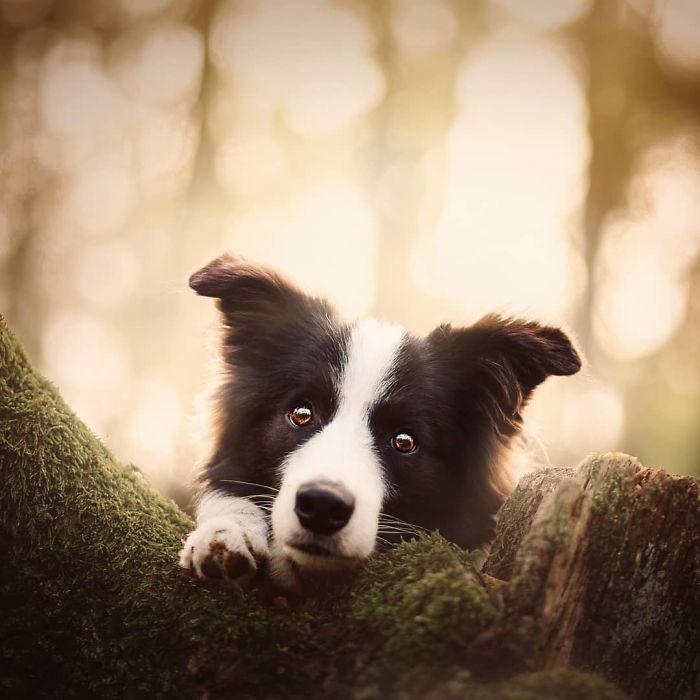 50 Of The Best Dog Photos I've Ever Taken