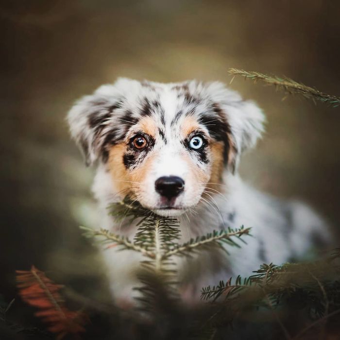 50 Of The Best Dog Photos I've Ever Taken