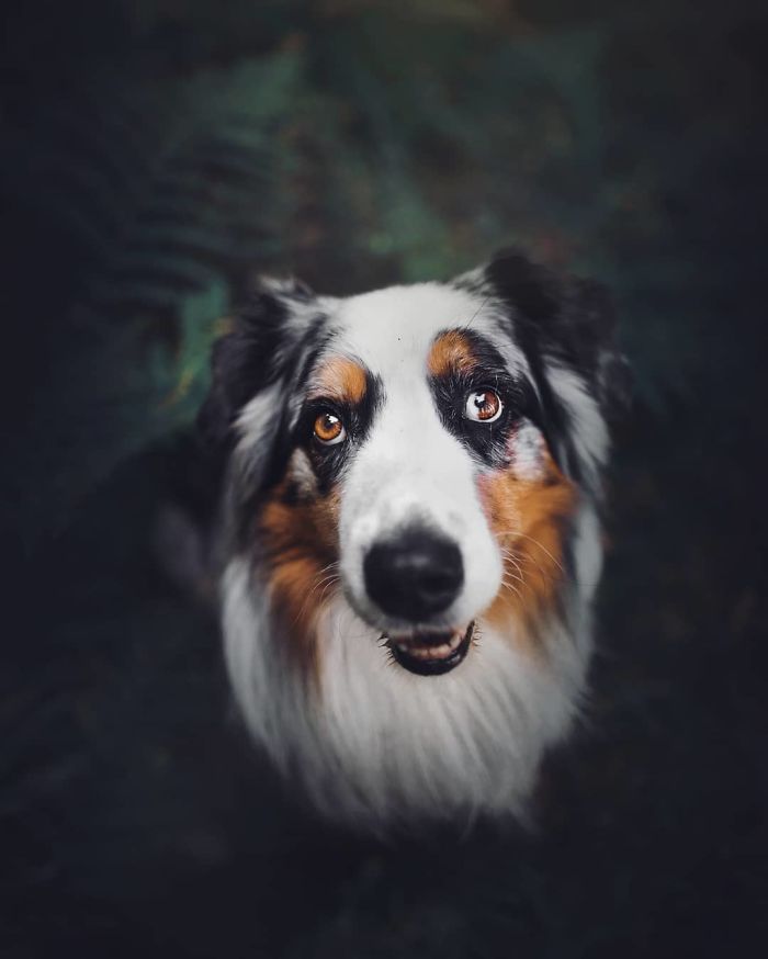 50 Of The Best Dog Photos I've Ever Taken