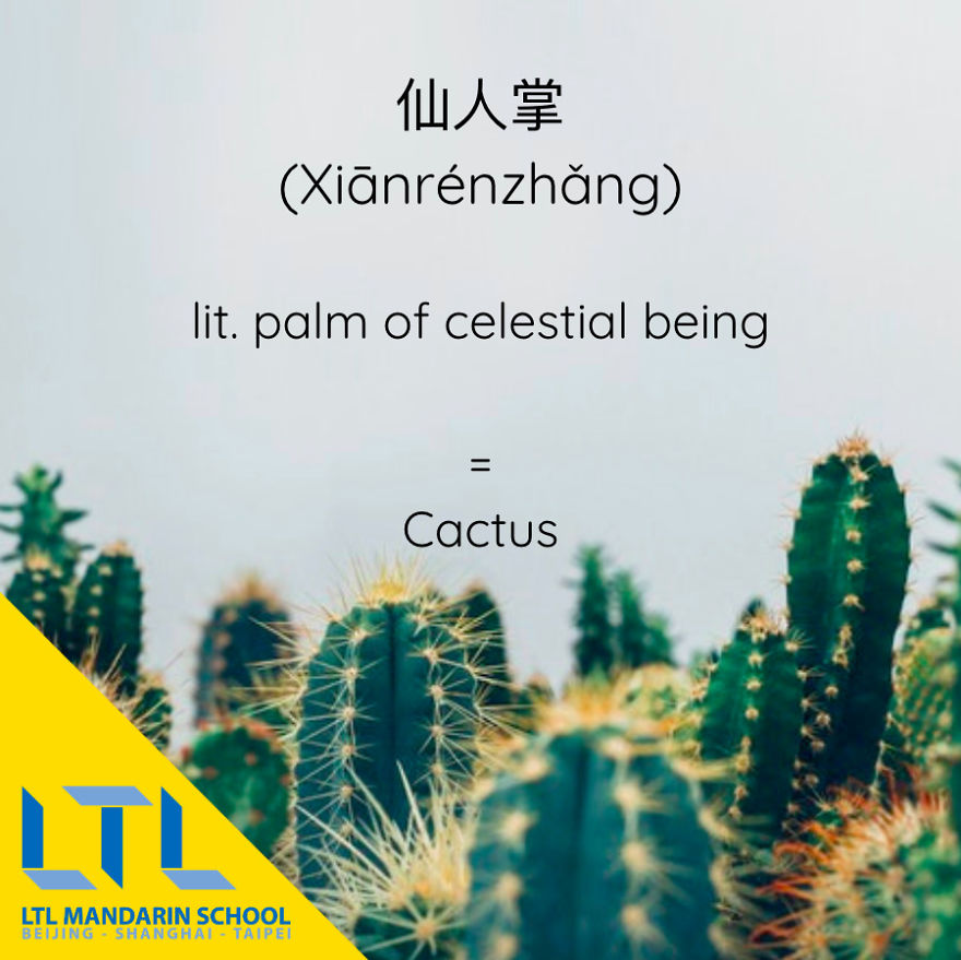 What's A Cactus In Chinese?