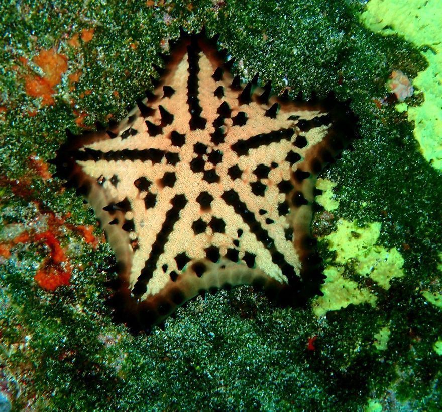 Chocolate Chip Sea Star ( Nidorellia Armata)