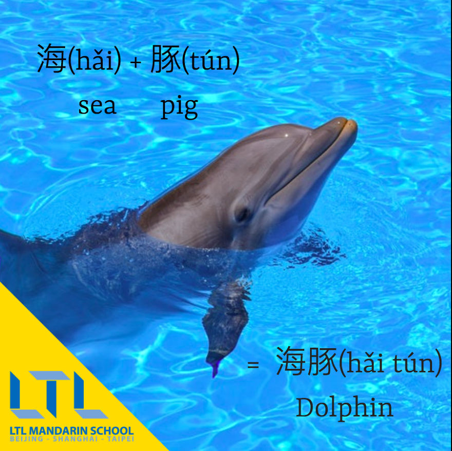 Funny Animal Names In Chinese Funny Animal Names In Chinese