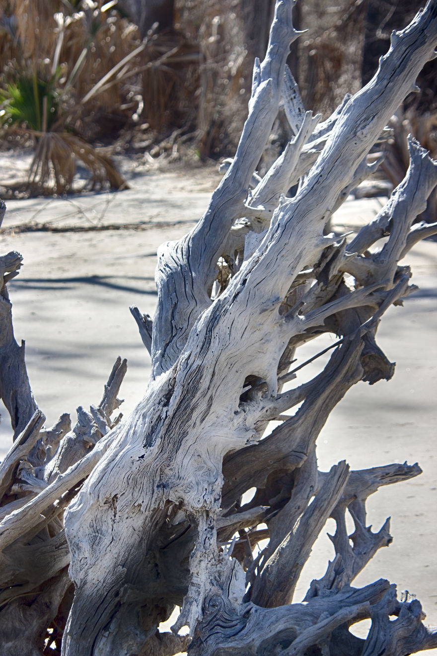My Wife And I Spent Sometime Photographing The Otherworldly And Breathtaking Views Of Driftwood Beach