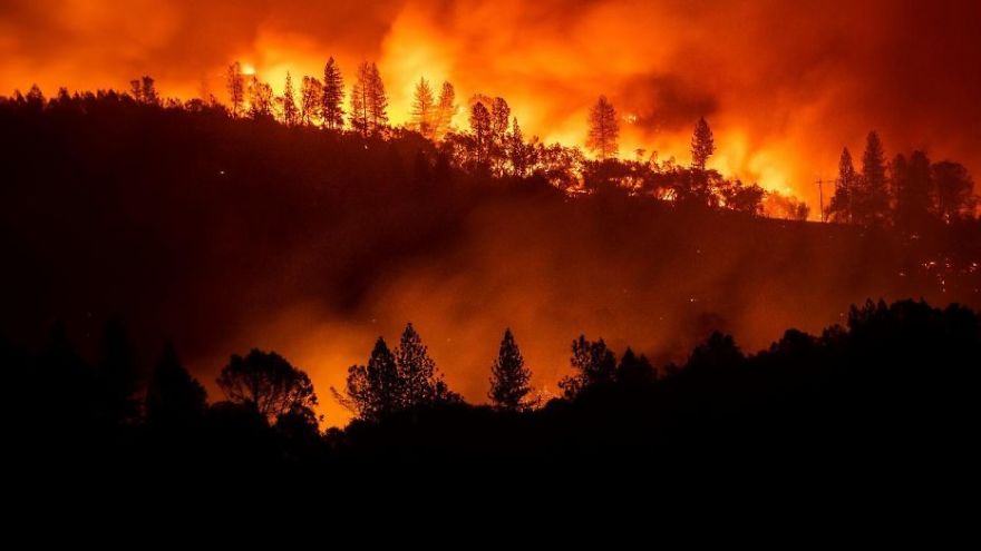 From The California Wild Fires A Phoenix Rises From The California Wild Fires A Phoenix Rises