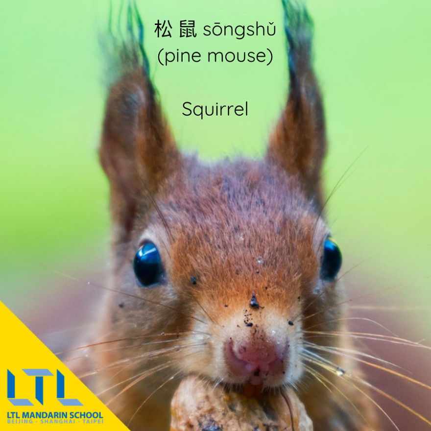 Funny Animal Names In Chinese Funny Animal Names In Chinese