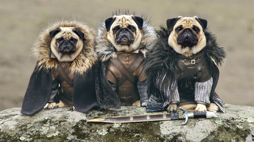 Everyone Has His Dire Wolf: 11 Actors From &ldquo;Game Of Thrones&rdquo; And Their Dogs