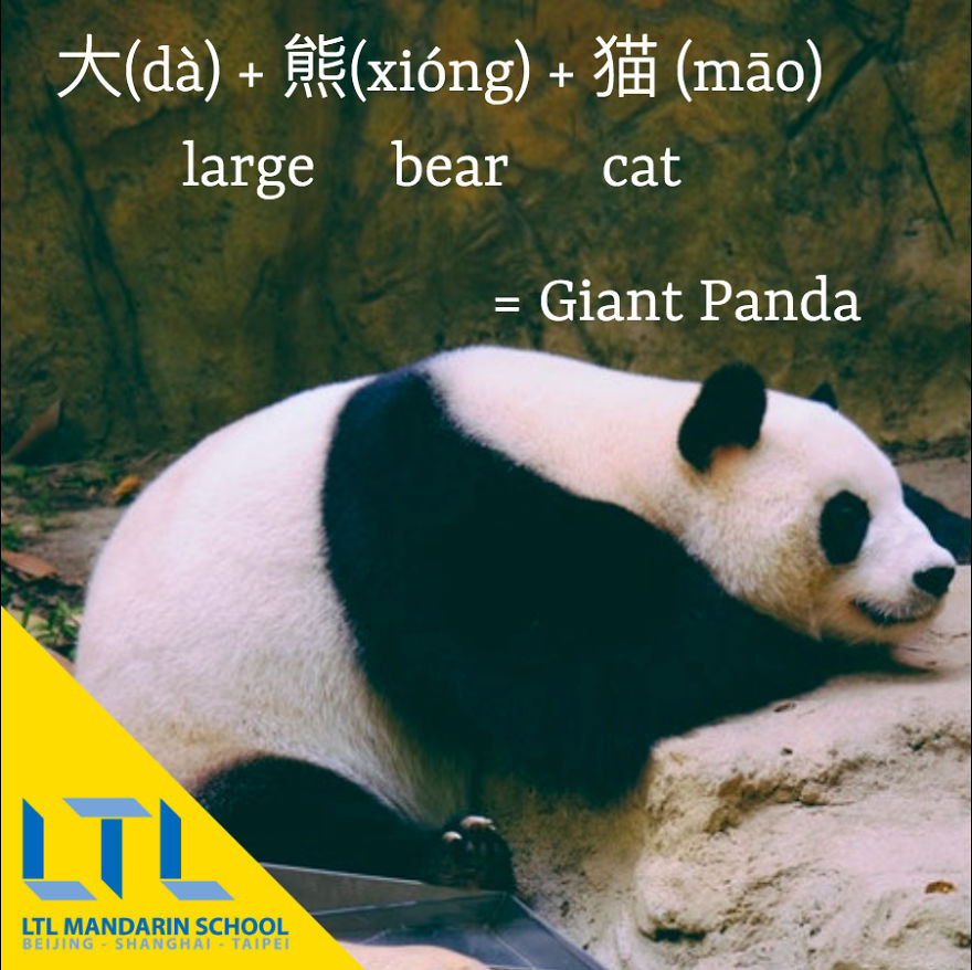 Funny Animal Names In Chinese Funny Animal Names In Chinese