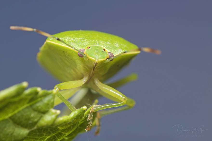 I Take Portraits Of Bugs To Show People How Beautiful And Amazing They Are