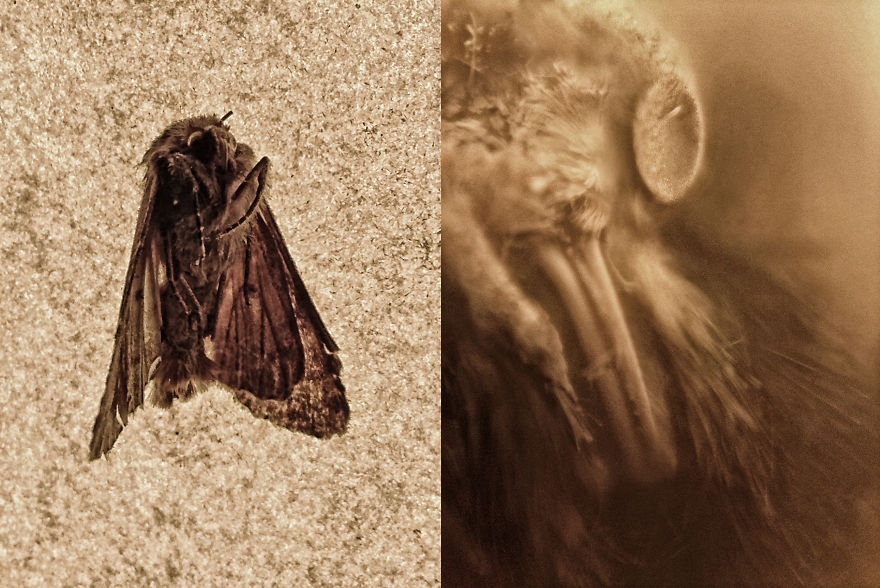 I Hacked My Old Iphone Camera To Shoot Super Macro