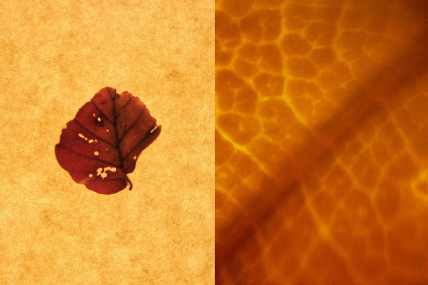 I Hacked My Old Iphone Camera To Shoot Super Macro