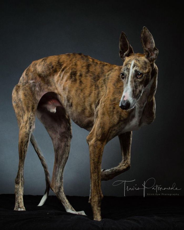 Brindle abandoned hunting dog in Spain captured in a studio portrait, showcasing its slender build and alert expression.