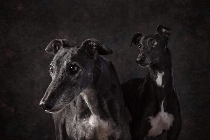 Two abandoned hunting dogs in Spain with dark fur and white patches, photographed in a studio setting.