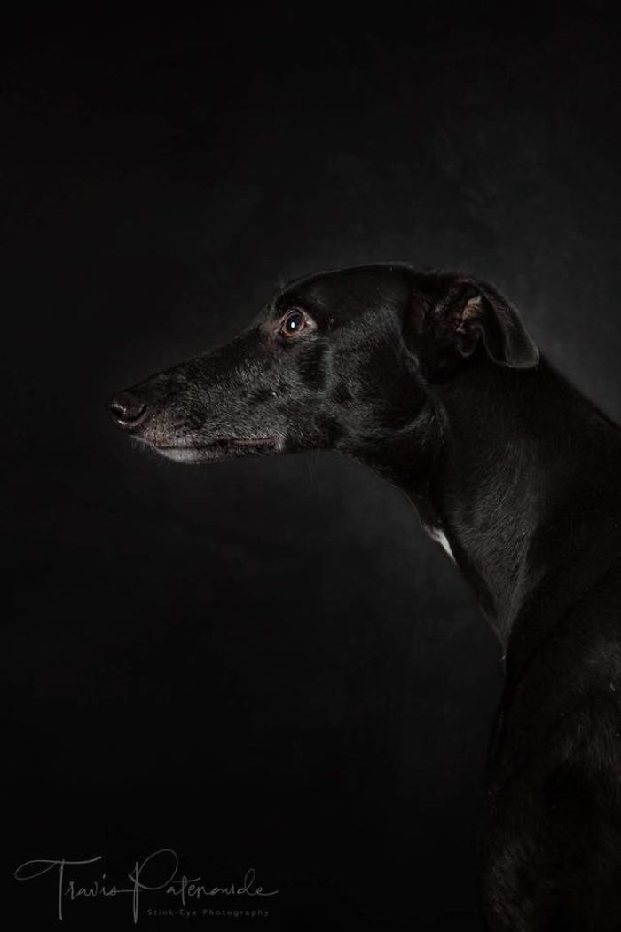 Black abandoned hunting dog in Spain captured in a detailed portrait with dark background and soulful expression.