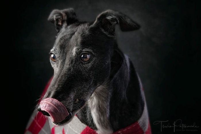 Close-up of an abandoned hunting dog in Spain wrapped in a red and white blanket, captured in a detailed portrait photo.