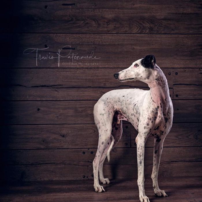 Abandoned hunting dog in Spain standing against a rustic wooden wall, captured in a poignant photographic portrait.