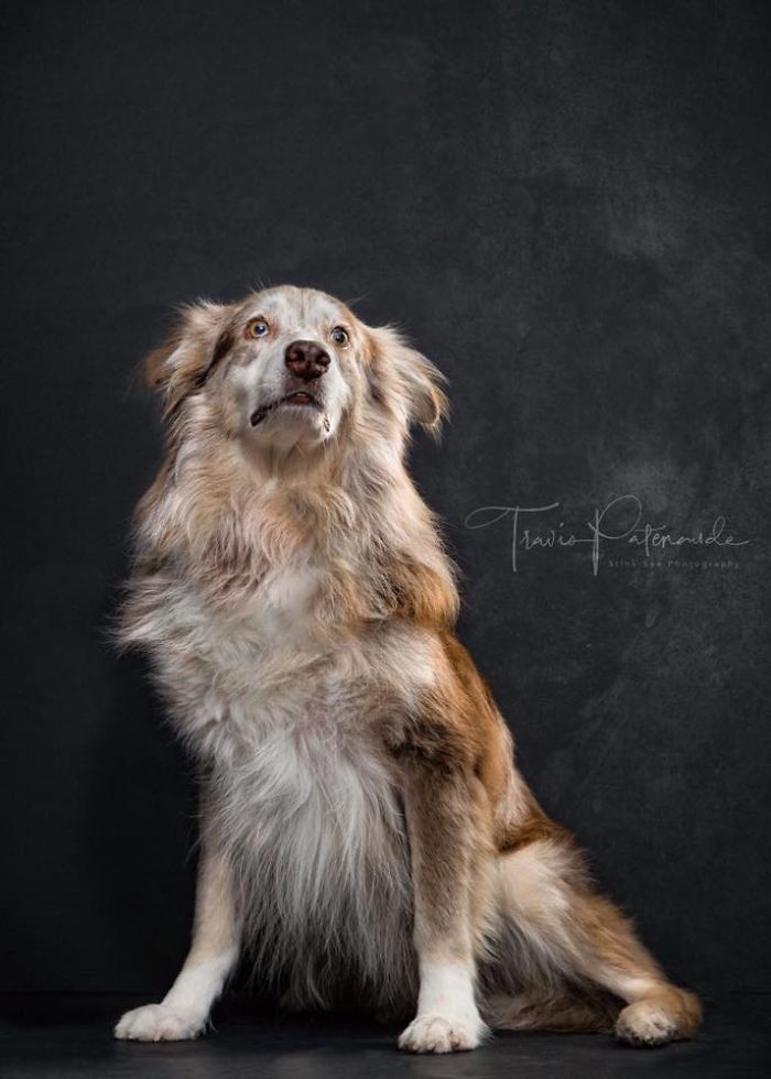 Abandoned hunting dog in Spain sitting against a dark backdrop, captured in an expressive, emotional portrait photo.