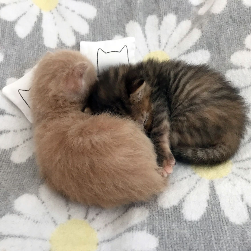 I Created Miniature Kitten Size Versions Of My Cat Nap Pillowcases, With Their Own Tiny Inserts.