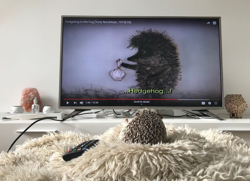 I Like To Watch Cartoons. "Hedgehog In The Fog" Is My Favorite One