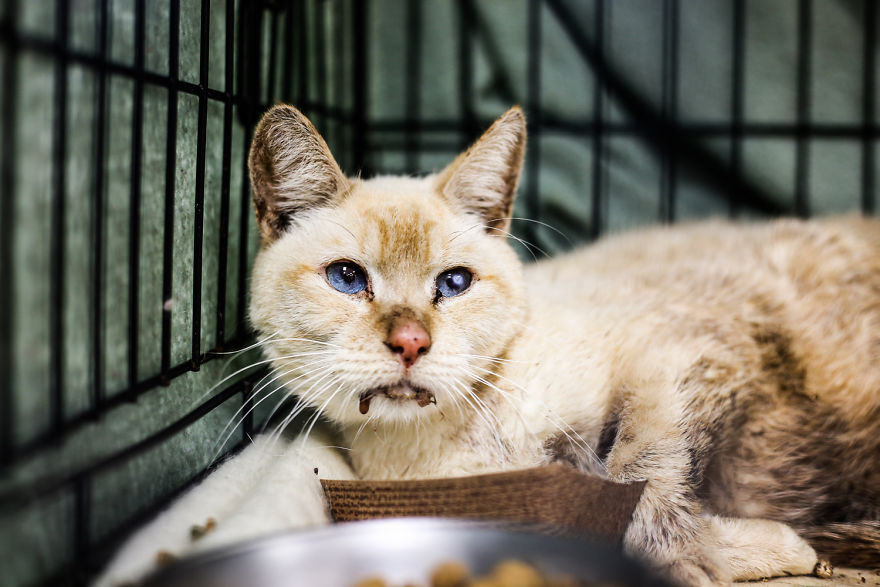 The Miracle Cats- 12 Cats Found In A Locked Storage Unit Without Food + Water For 17 Days The Miracle Cats- 12 Cats Found In A Locked Storage Unit Without Food + Water For 17 Days