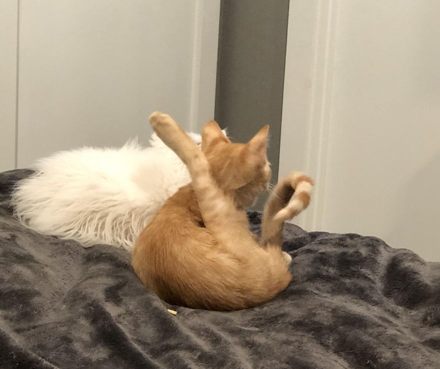 Cat Takes Credit For Viral Instagram Pose