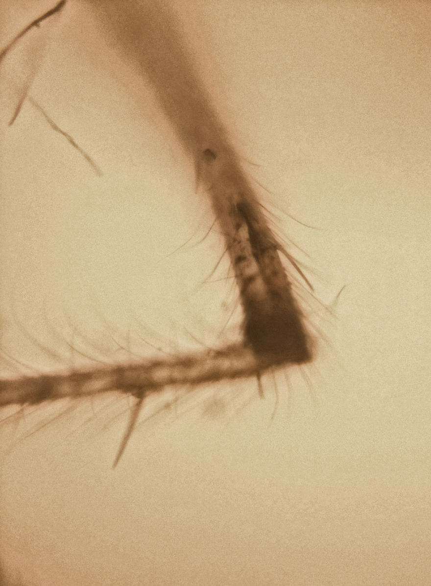 I Hacked My Old Iphone Camera To Shoot Super Macro