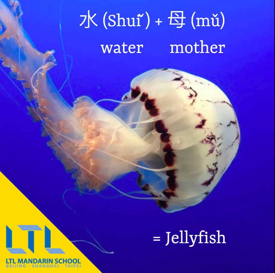 Funny Animal Names In Chinese Funny Animal Names In Chinese